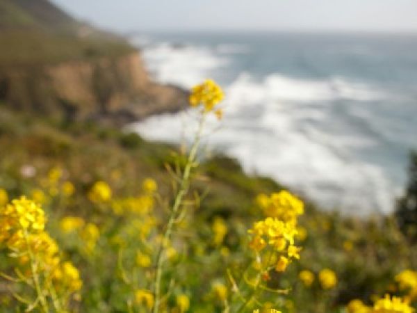 Bright yellow wildflowers in foreground with a blurred coastal cliff and waves in the background along a windy ocean shoreline.