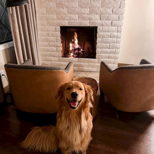 Cozy living room with a lit fireplace, white brick wall, two brown chairs facing the fire, and a fluffy golden dog sitting happily in front.